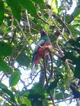 Slaty-tailed Trogon